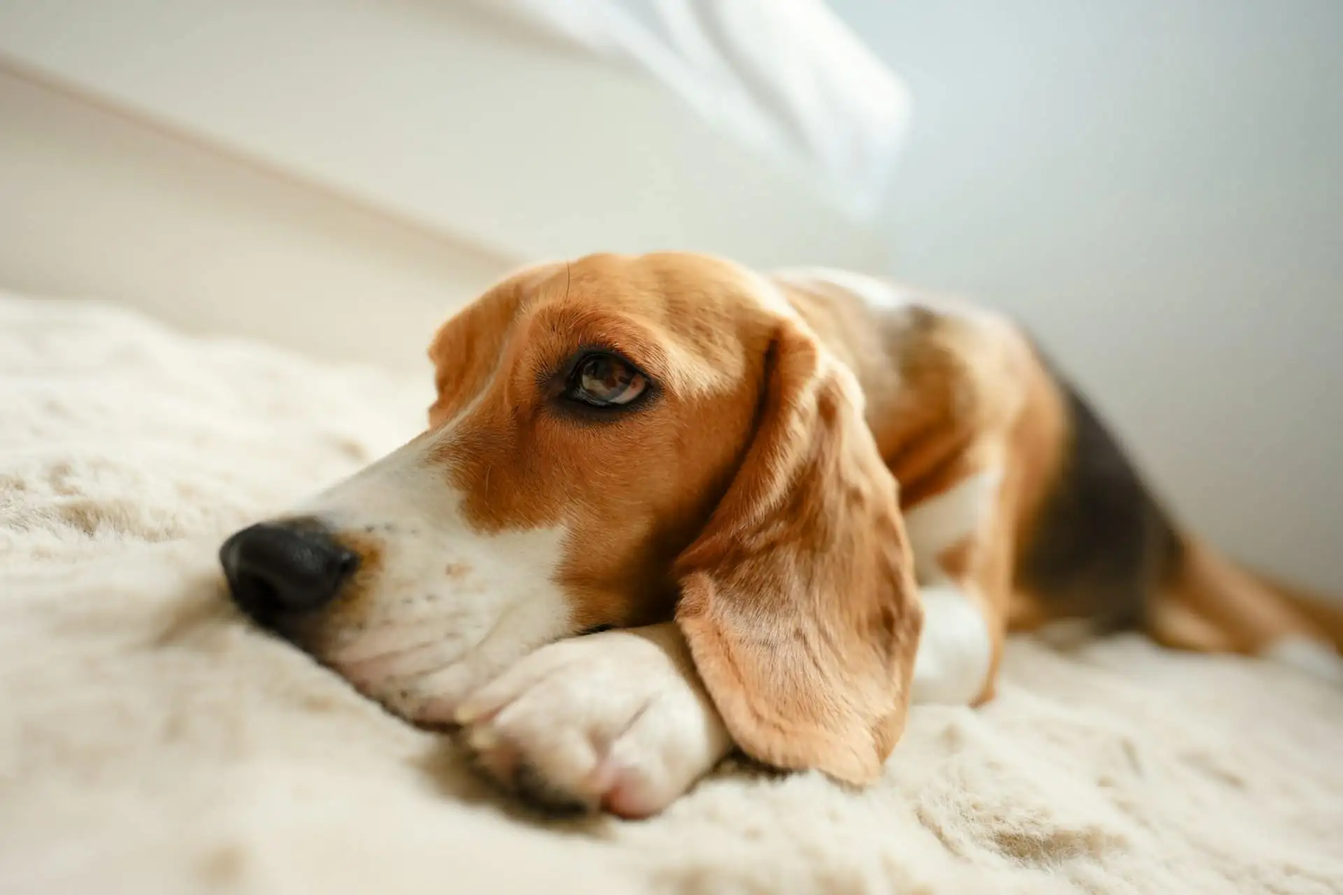 A medium-sized dog lying on an orthopaedic bed in a bright room with a glass door