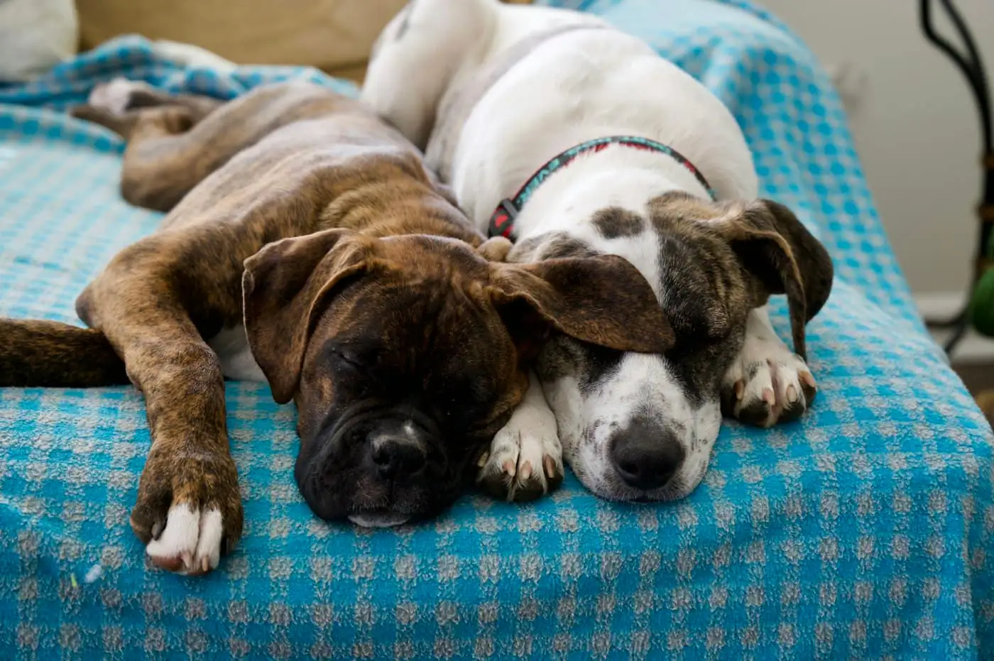 Three dogs napping on cushioned beds in a dimly lit, air-conditioned quiet room