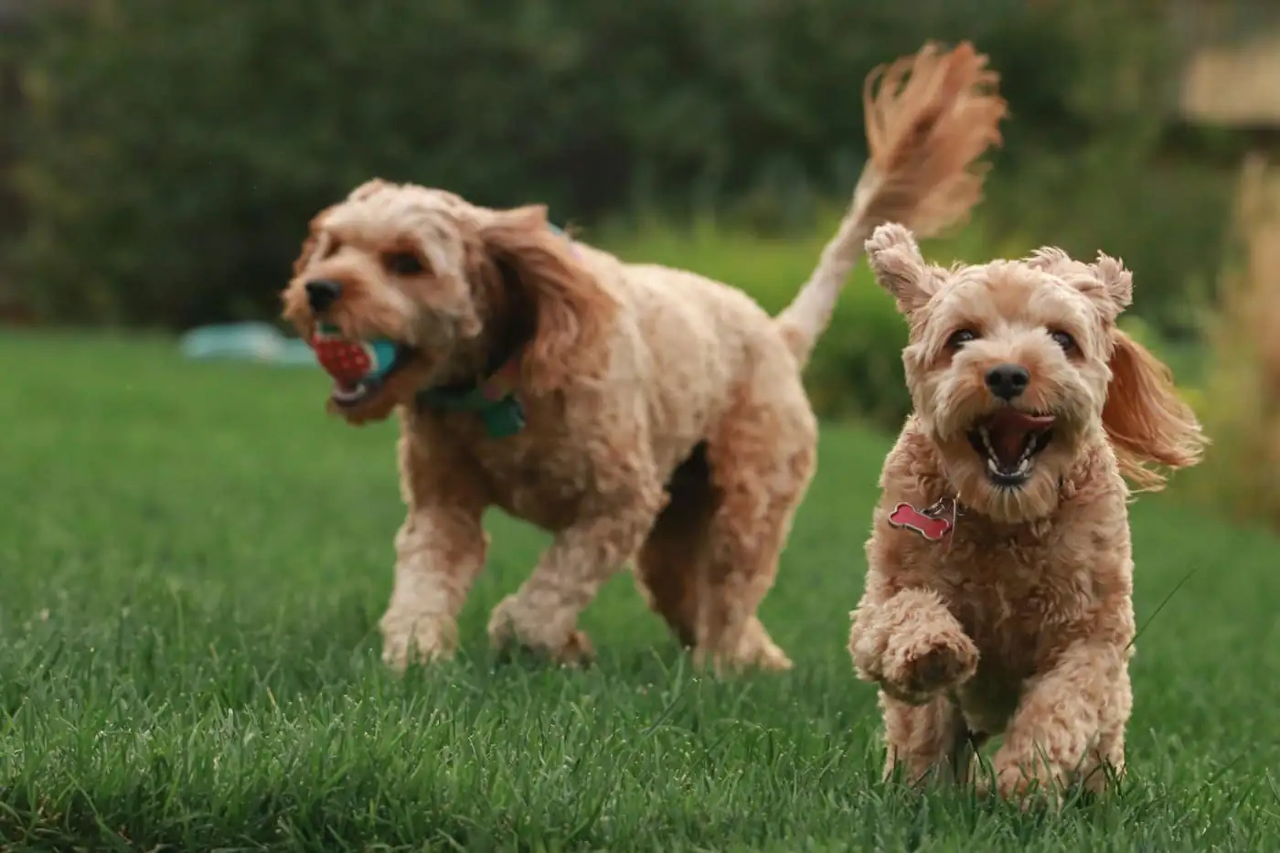 Four dogs playing together in a sunny, fenced yard